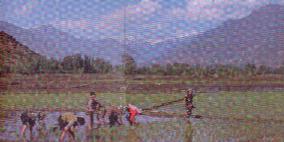 Planting rice in the paddy fields of the valley.